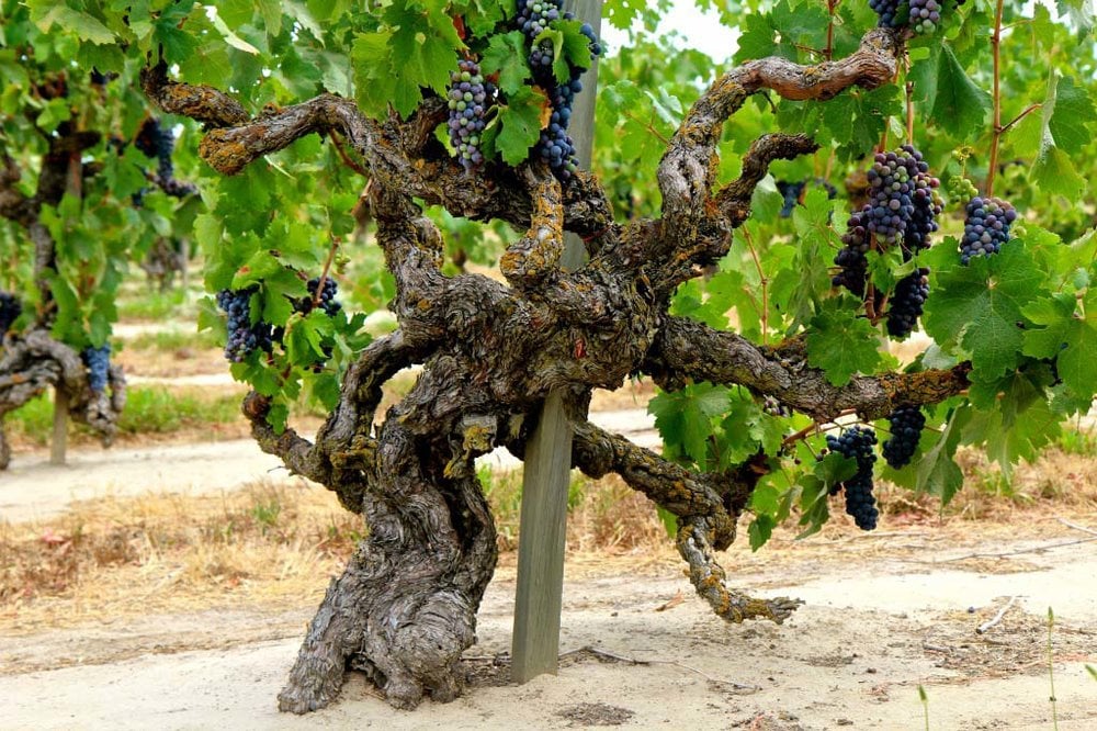 Tại sao rượu vang được làm từ gốc nho cổ thụ lại đặc biệt?